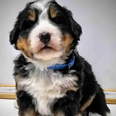 Bernese mountain puppies! , View more