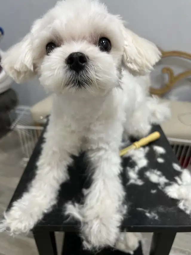 Korean Bloodline Maltese for adoption in Dogs & Puppies for Rehoming in Windsor Region - Image 8
