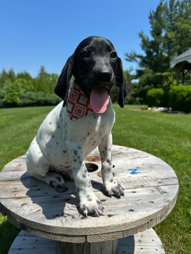 German shorthaired pointer puppies in Dogs & Puppies for Rehoming in Windsor Region - Image 8