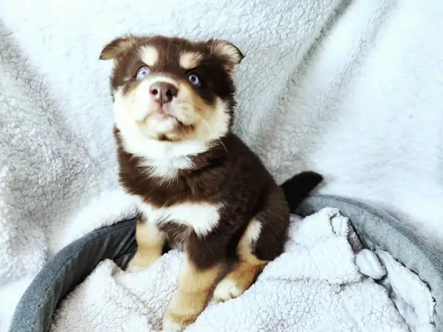 F4 Pomsky Puppies! Ready Now!! in Dogs & Puppies for Rehoming in Norfolk County - Image 4