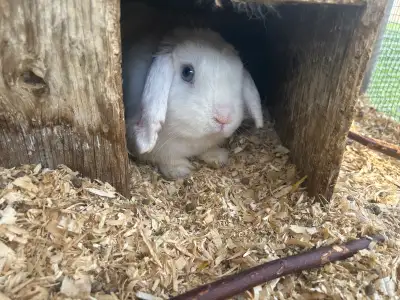 1 year old holland lop buck, proven.