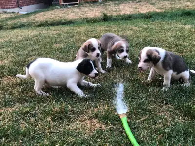 Adorable 5 week shepherd/husky mix, View more