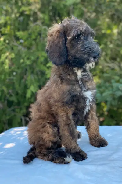 Registered Standard Poodle Puppies, View more