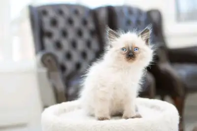 *** [Update April 8 2025] we had a new litter born in February, 5 kittens. The kittens will be ready...
