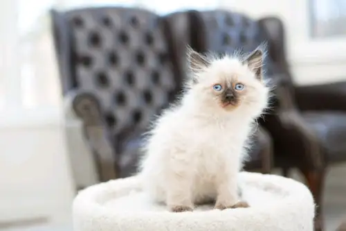 *** [Update May 12 2025] we had a new litter born in February, 5 kittens. The kittens will be ready...