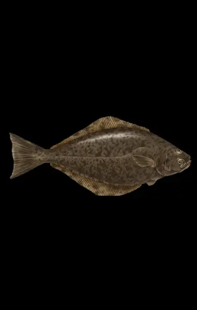 Groundfish license for sale. Area 3PN, 4R, 4S, 4T, 4VN