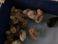 Satin and sizzle silkie chicks