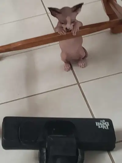 Femelle sphynx elf oreilles frisés une oreille regulier 2 ans bientôt elle est en chaleur présenteme...