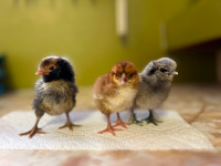 Purebred Chick Trio