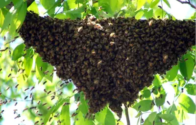 Springbuzzing is coming and honeybees are swarming. Registered Beekeepers remove swarms or honey bee...