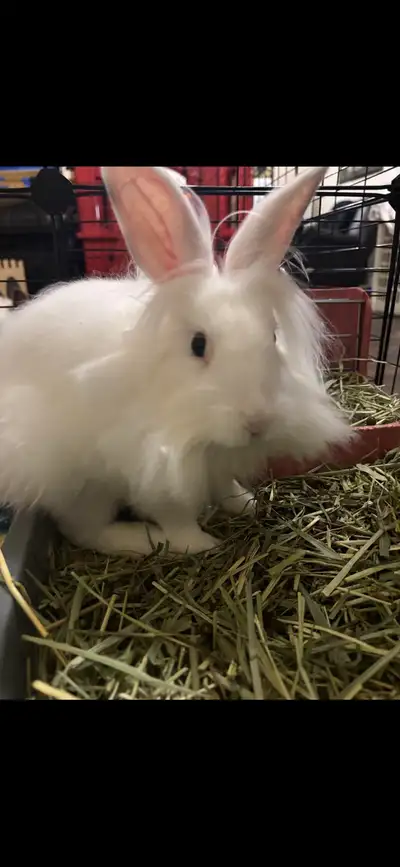 Bunny looking for a good home!, View more