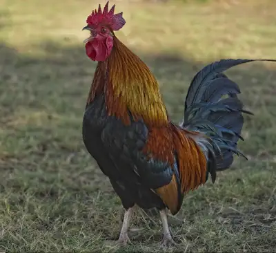 unwanted roosters and other small animals , View more