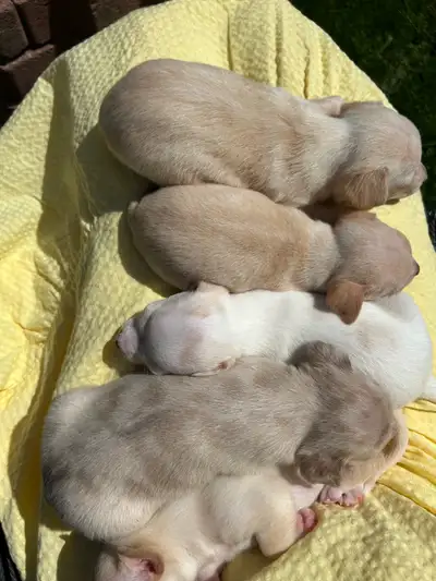 ONLY ONE FEMALE LEFT. We have another beautiful litter of 5 female and 1 male chihuahua puppies from...
