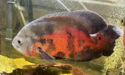 XL red Oscar cichlid -11”, View more