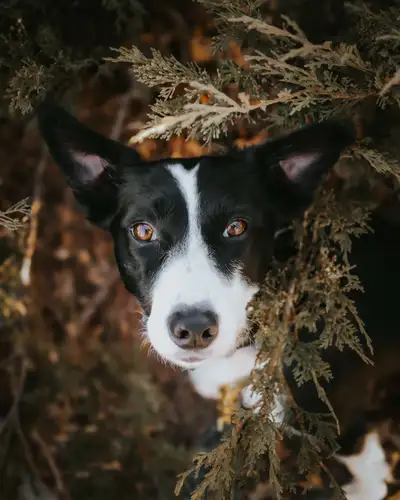 Orca is available for adoption through Rescued Paws At Alpine Foundation. She is a approx 1 year old...