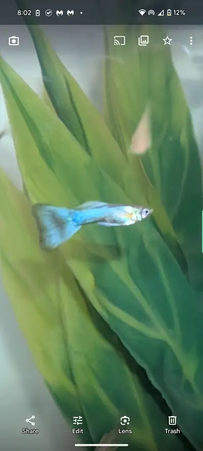 Male & female guppies. Both blue and silver colours. Various ages (all under 6 months old). Up to 20...