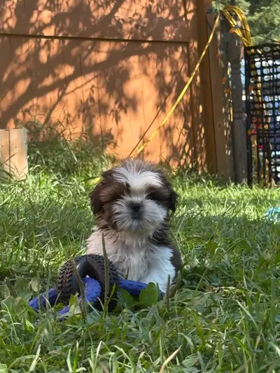 Shih tzu Puppies, CKC registered purebred, View more
