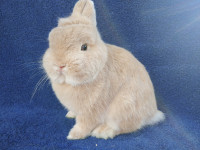 EXTRAORDINARY NETHERLAND DWARF & LIONHEAD BABY BUNNY RABBITS