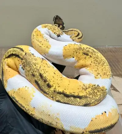 Ball Python / Python Royal, View more