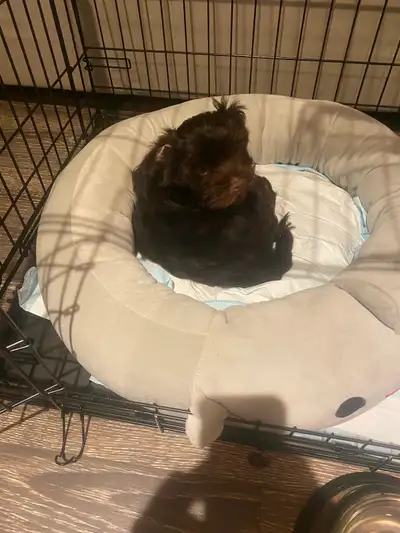 Purebred Havanese puppy, View more