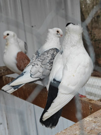 fancy pigeons