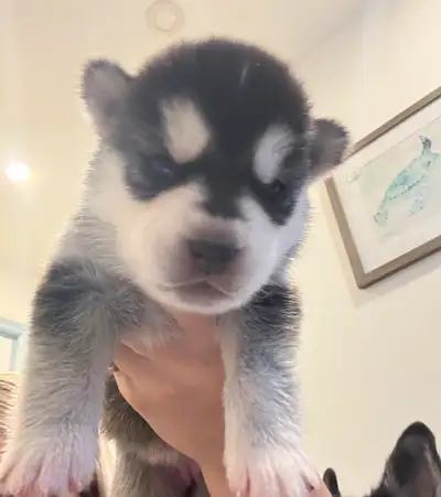 Beautiful Husky puppies born May 29th Puppies READY JULY 28th 1,000 without shots 1,250 with! Open t...