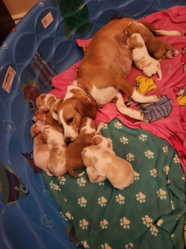 1 male beagles left Dogs & Puppies for Rehoming Ottawa Kijiji