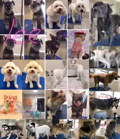 Over 20 years experience and Licensed Same day appointment Extra Charge $20 Dog full grooming: bath....
