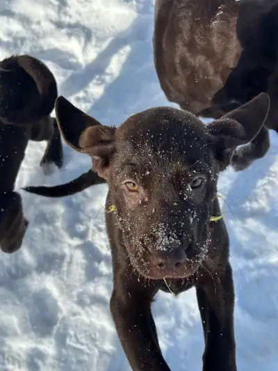 Superbe chiots Labrador Bruns à vendre 850$, View more
