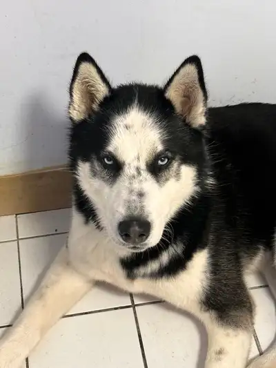 Siberian Husky , View more
