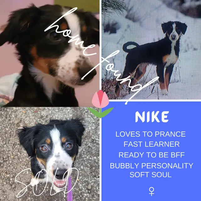 Cutest mini Australian shepherd/ aussie pups in Dogs & Puppies for Rehoming in Kelowna - Image 4