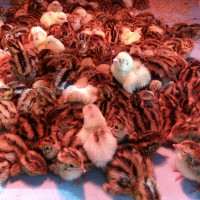 Jumbo Brown Coturnix Quails – Cailles,  25 Baby Chicks