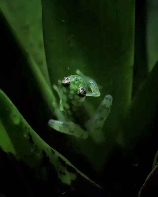 CB Reticulated Glass Frogs (Hyalinobatrachium valerioi) in Reptiles & Amphibians for Rehoming in City of Toronto - Image 5