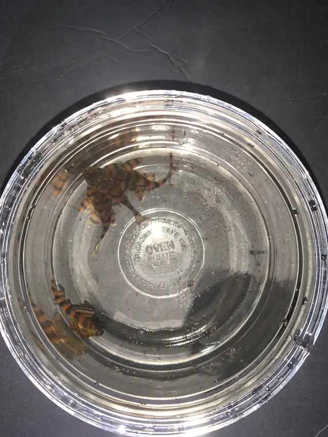 Rare Alenquer Tiger Plecos in Fish for Rehoming in Kitchener / Waterloo - Image 3
