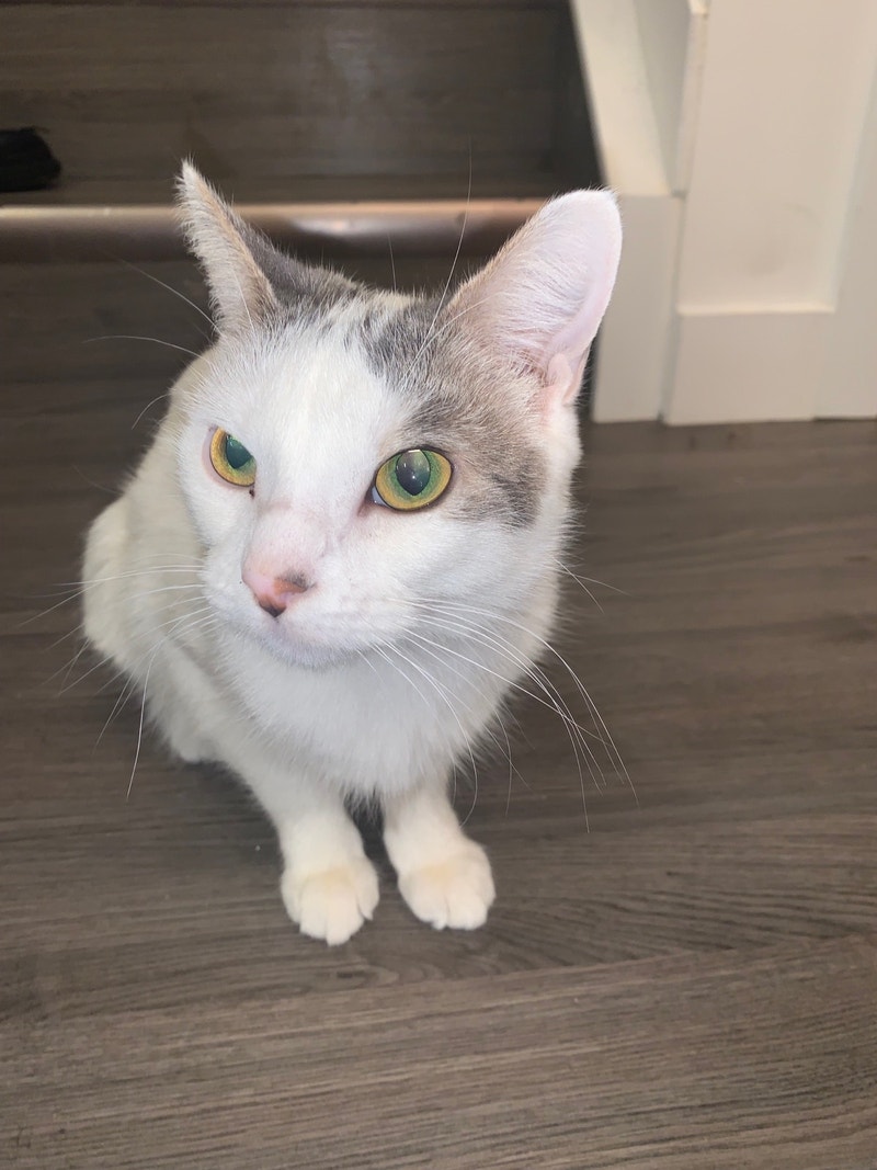 Cat for free Animal & Pet Services Edmonton Kijiji