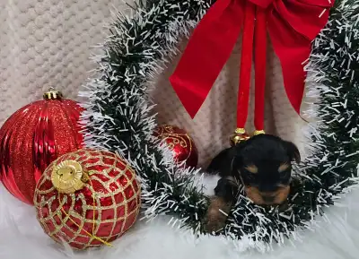 Yorkie Puppies, View more