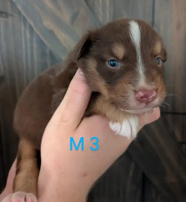 Berger australien prêt a partir in Dogs & Puppies for Rehoming in City of Montréal - Image 4