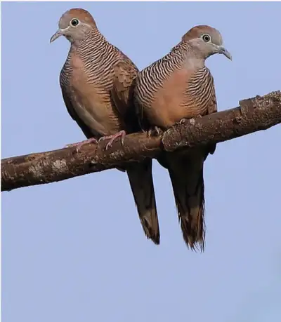 Rare Exotic Zebra Doves Pair Unrelated birds, 2 years old, leg bands Price: $350 a pair Phone: 236-5...