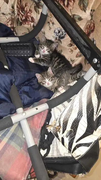2 petit chatons  pour adopter restant., View more