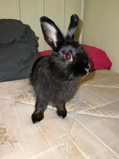 Black female rabbit for rehoming She’s very sweet & loves cuddles She loves kids She’s not spayed Co...