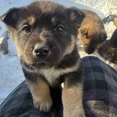 puppy’s for sale-  DM for more Information & photos, View more