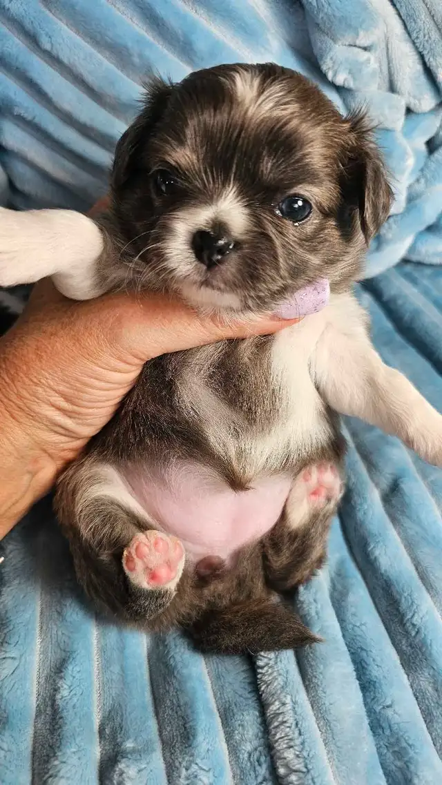 Very small Black and White Chihuahua puppies and blue girl in Dogs & Puppies for Rehoming in City of Toronto - Image 6