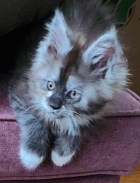 Maine Coon kittens (1800.00)