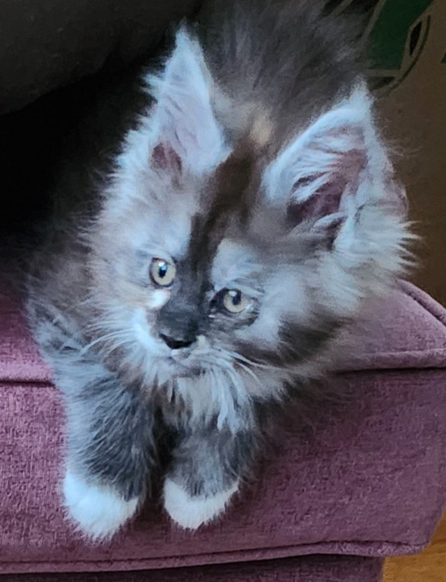 Maine Coon kittens (1800.00) in Animal & Pet Services in North Bay