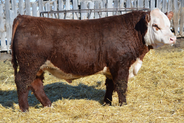 Hereford Bulls for Sale in Livestock in Swift Current - Image 2