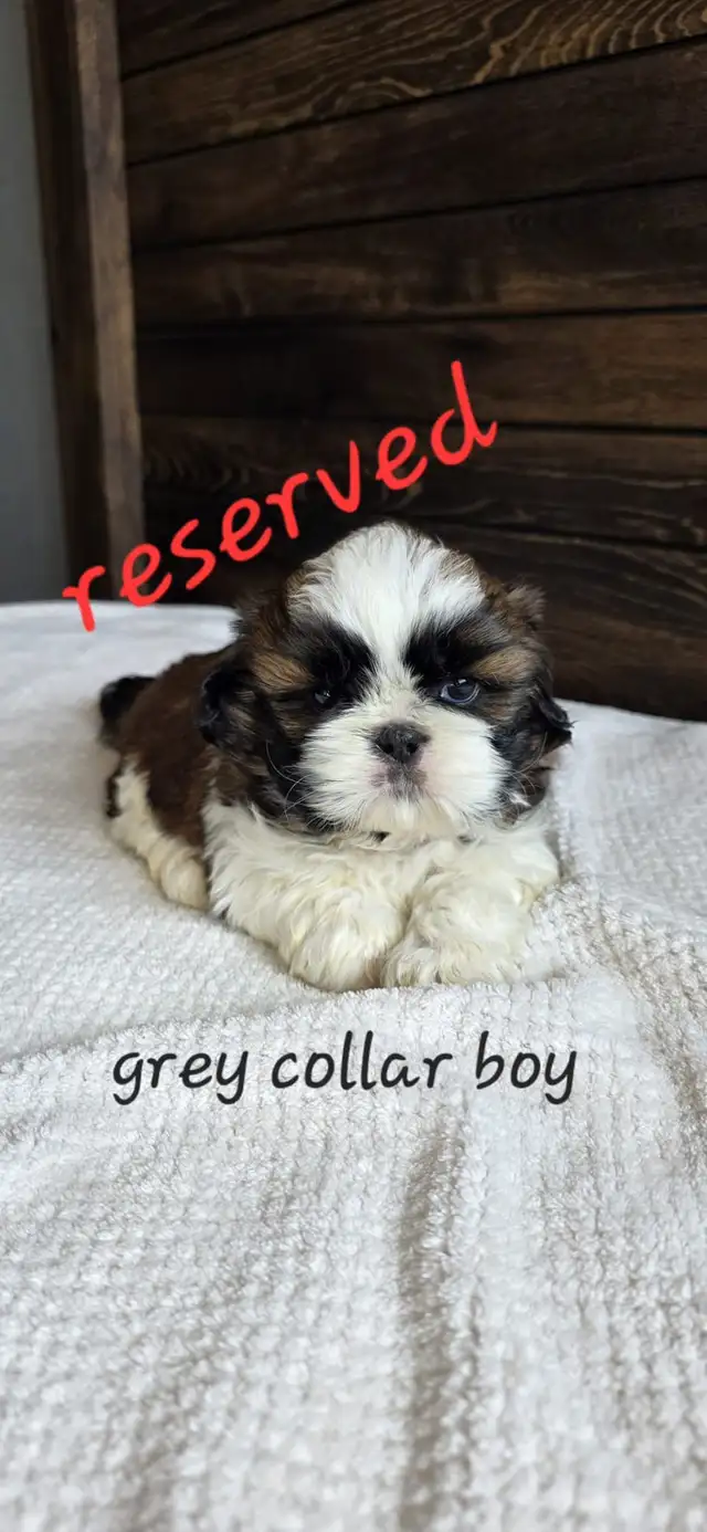 Shih Tzu Puppies ❤️ in Dogs & Puppies for Rehoming in Edmonton - Image 4