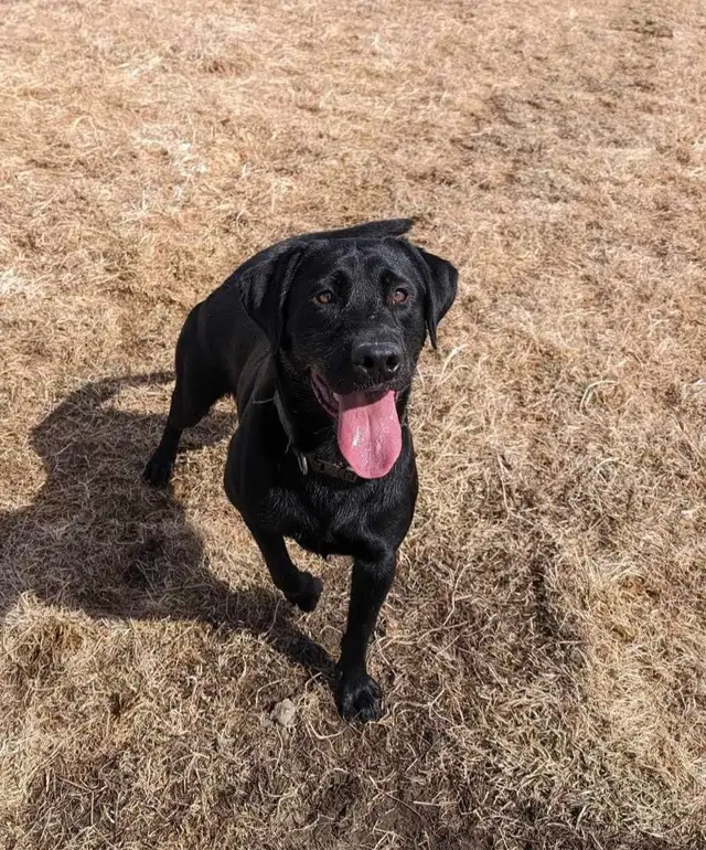 chiot labrador pure race in Dogs & Puppies for Rehoming in Laval / North Shore - Image 10