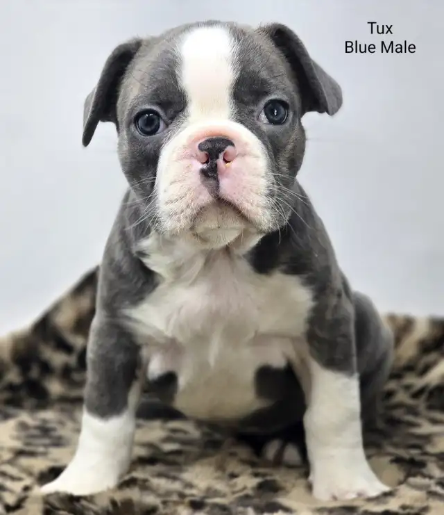 Frenchton Puppies in Dogs & Puppies for Rehoming in Edmonton - Image 4