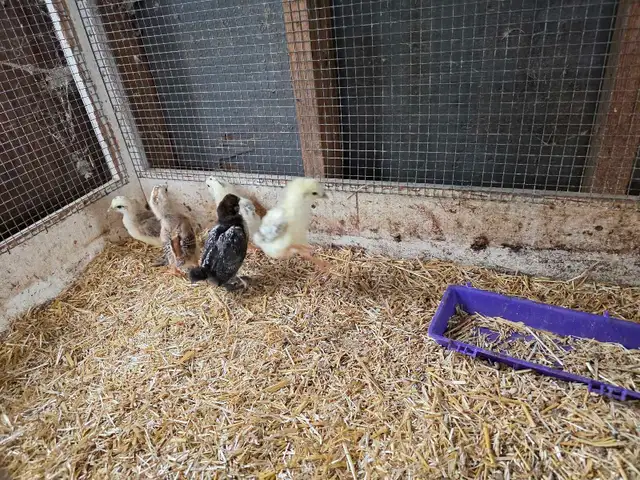 Mixed Chicks in Livestock in Owen Sound - Image 4