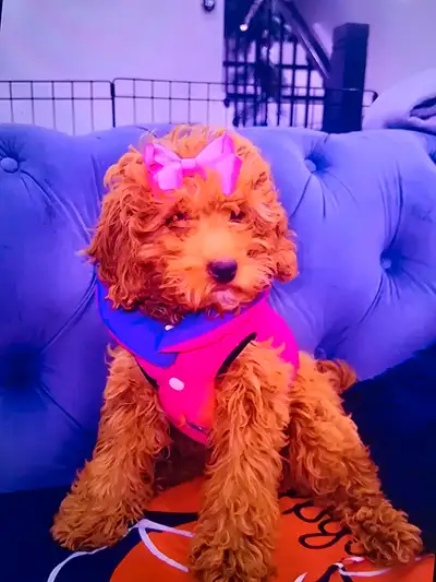 friendly mini dark red toy poodle puppy seeking loving forever homes born oct 18th 2024 .8lbs fully...